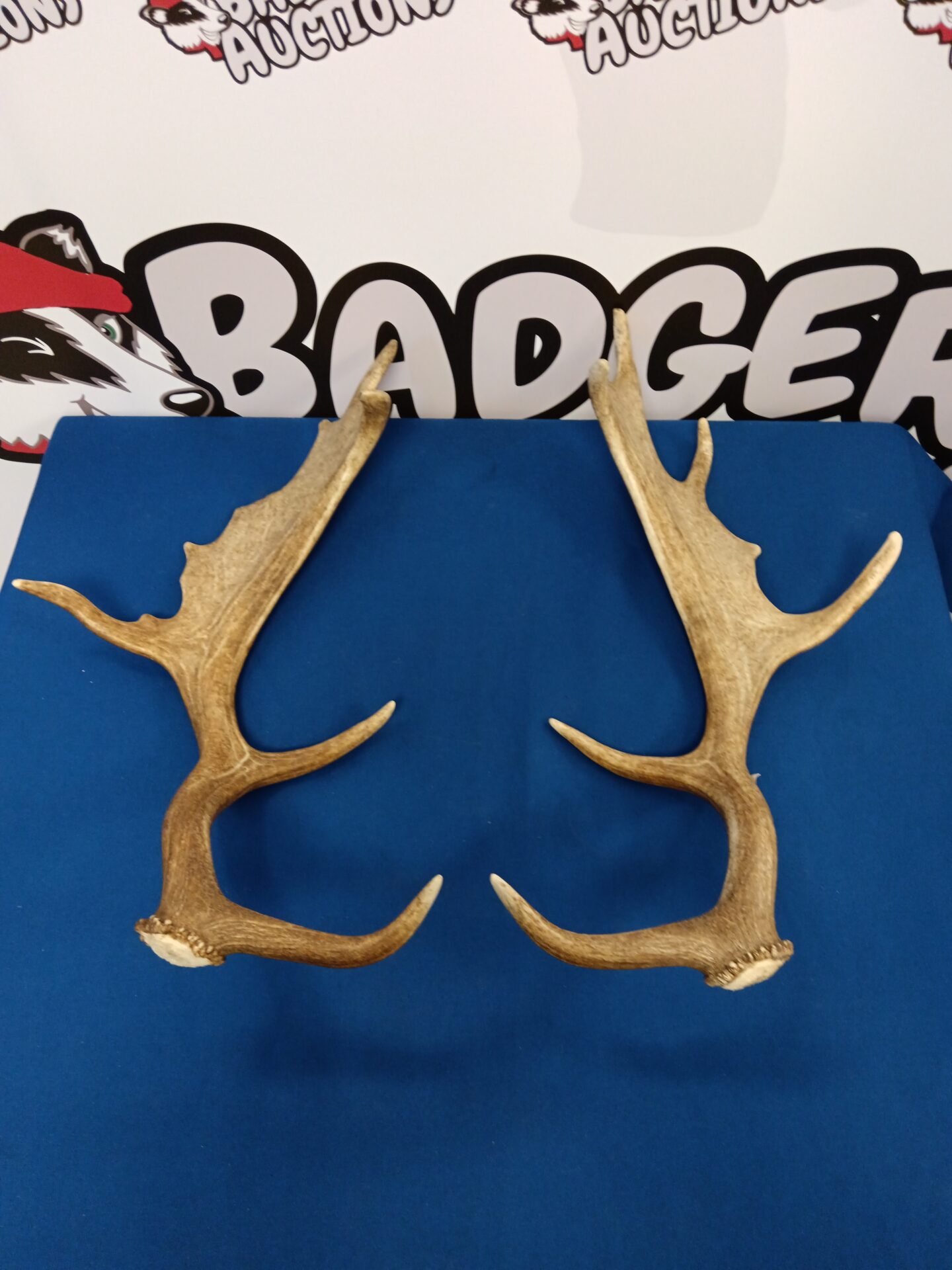 Pair of stag antlers