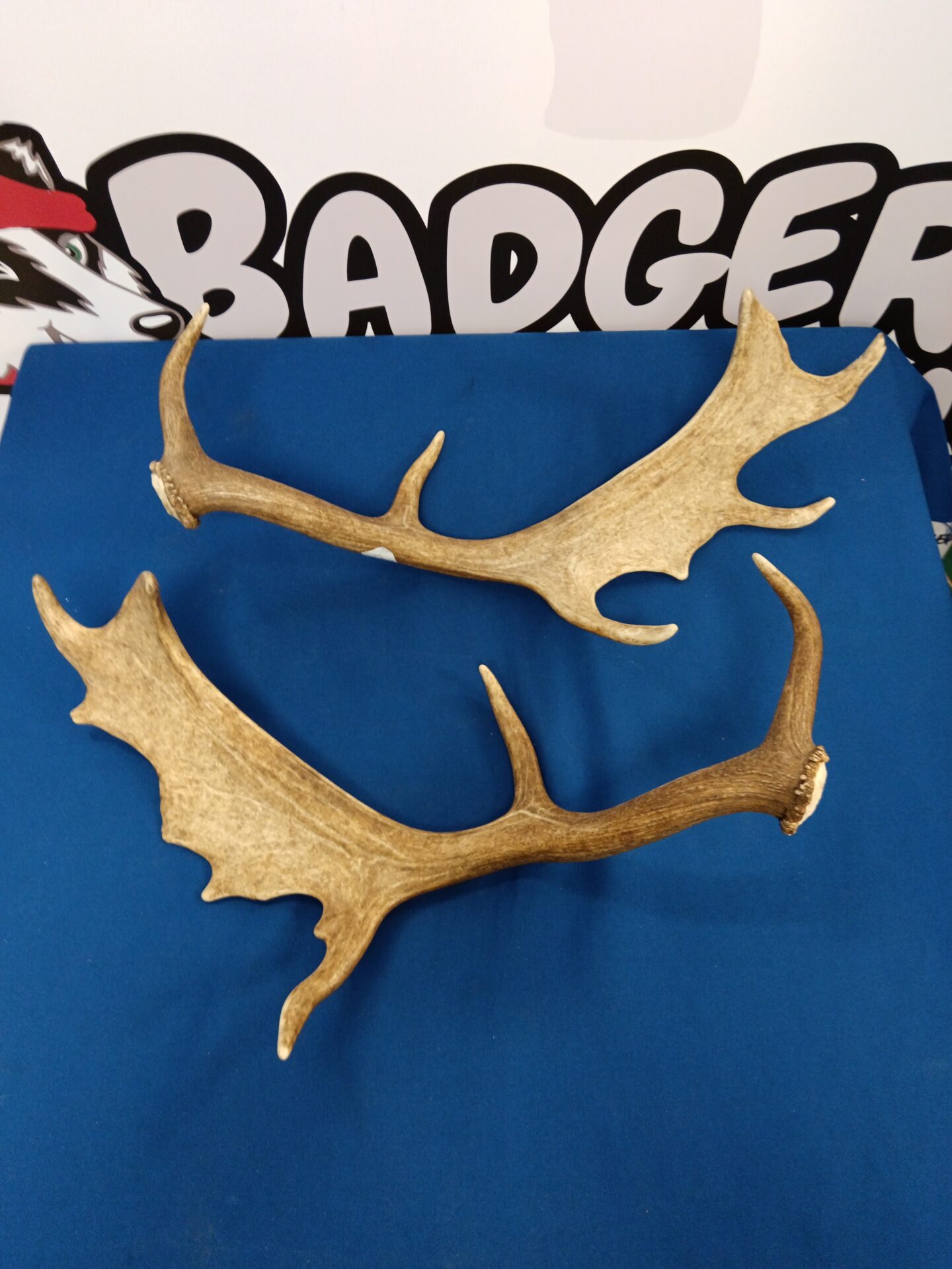 Pair of stag antlers - Image 2