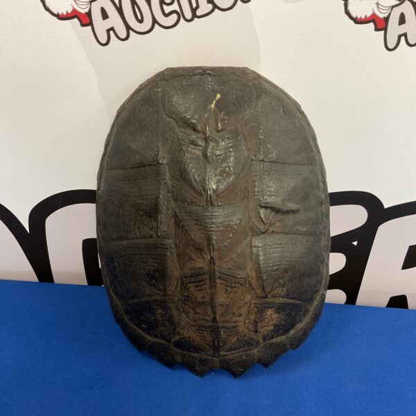 Snapping turtle shell