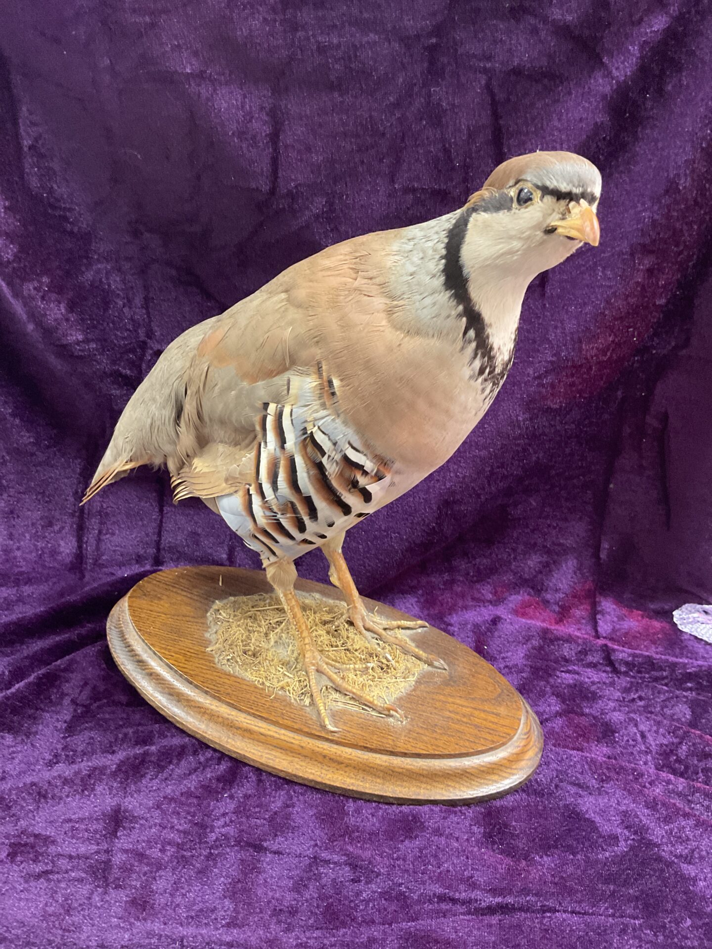 Taxidermy Red Legged French Partridge